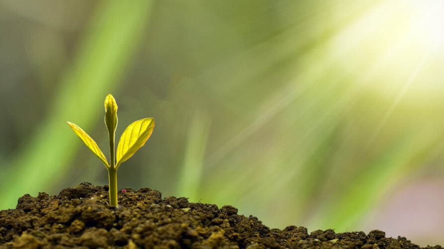 Ponad dwa miliony drzew posadzonych w ramach National Tree Planting Initiative